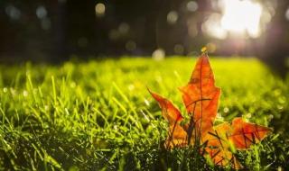 2022入伏时间表今年是早立秋吗 2022年晚立秋热死牛