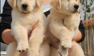 广州宠物训犬师培训学校哪家好 广州宠物美容师培训